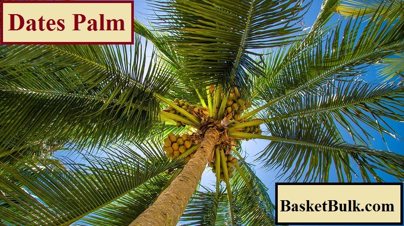Dates Palm