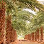 palm dates