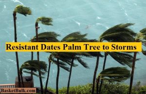 Date Palm Trees l Why is the dates tree so resistant to storms?