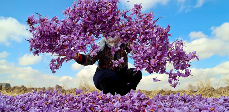 harvest saffron